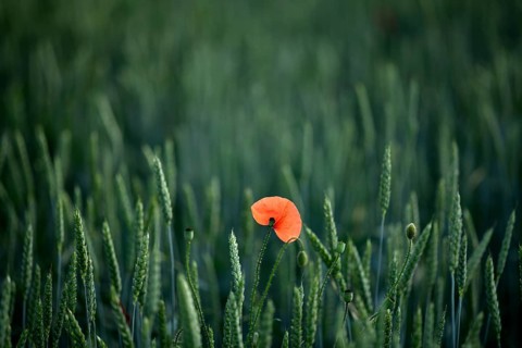 Corn poppy (Papaver rhoeas) in Weizenfeld