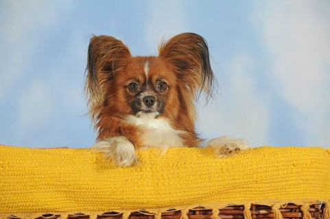 Papillon