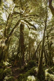 El Bosque Encantado