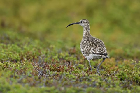 Whimbrel (Numenius phaeopus)