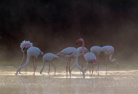 Greater Flamingo (Phoenicopterus roseus)