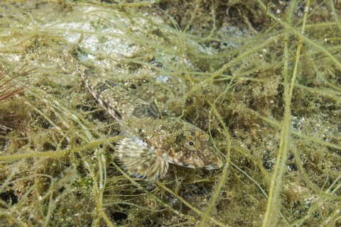 Female Reticulated Dragonet (Callionymus reticulatus) lies on the seaweed
