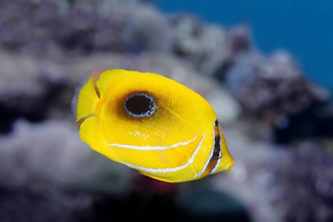 Mirror butterflyfish (Chaetodon speculum)