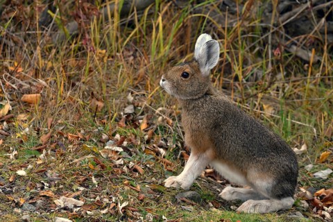 Snowshoe hare (Lepus americanus) in summer fur