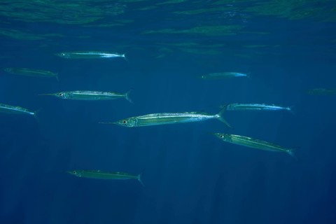 Red Sea Halfbeak (Hyporhamphus gamberur) swim in blue water