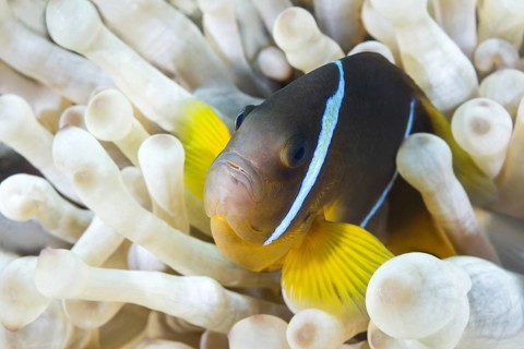 Red Sea Anemonefish (Amphiprion bicinctus) hiding in White albinism Bubble anemone (Entacmaea quadricolor)