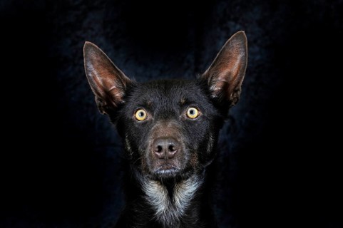 Australian Kelpie
