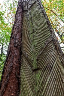 Pine (Pinus) with resin extraction until 1990