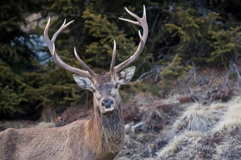 Red deer (Cervus elaphus)