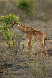 Southern giraffe (Giraffa camelopardalis giraffa)