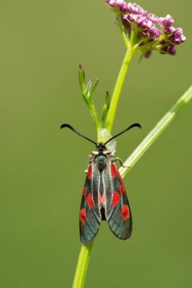 Six-spot burnet (Zygaena filipendulae) sits on Sumpf-Baldrian (Valeriana dioica)