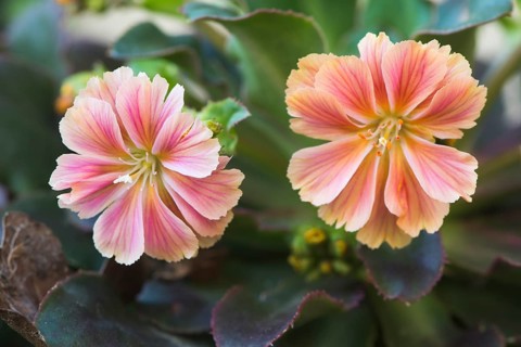 Bitterroot (Lewisia cotyledon)
