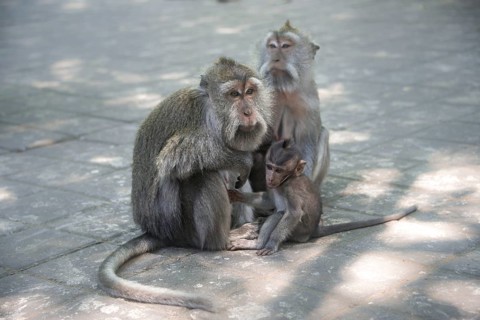 Crab-eating macaques (Macaca fascicularis)