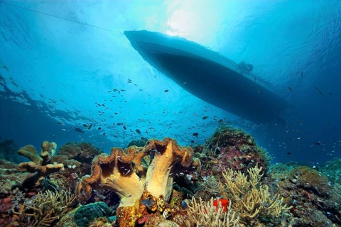 Coral reef with different corals and silhouette of dive boat