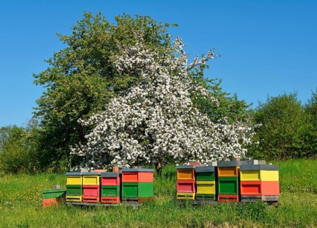 Bee hives in front of a blooming fruit tree