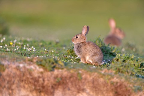 European rabbit (Oryctolagus cuniculus) in a meadow