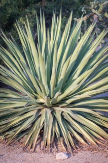 Century plant (Agave americana)