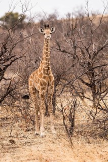 Giraffe (Giraffe Camelopardalis) camouflaged in the bush