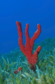 Red toxic finger-sponge (Negombata magnifica) in the sea grass