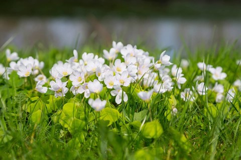 Common wood sorrel (Oxalis acetosella) flourishing