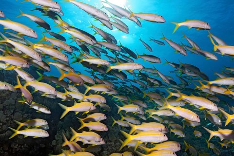 Swarm Yellowfin goatfishes (Mulloidichthys vanicolensis)