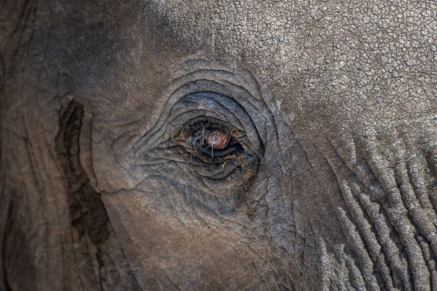 African elephant (Loxodonta africana)