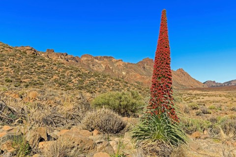 Flowering Echium wildpretii (Echium wildpretii)
