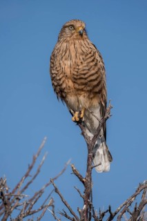 Greater kestrel (Falco rupicoloides)