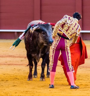 Bull stands in front of Matador