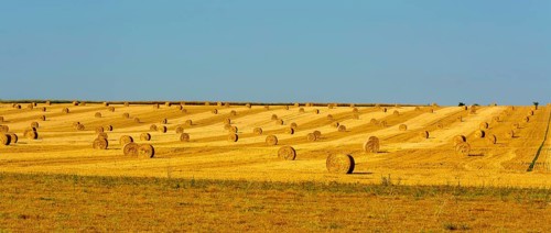 Bales of straw in region Limagne