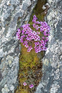 Purple saxifrage (Saxifraga oppositifolia)