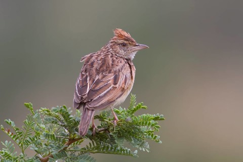 Rufous-naped lark (Mirafra africana)