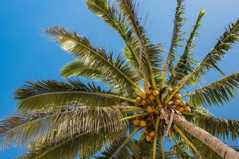 Coconut palm (Cocos nucifera) with coconuts