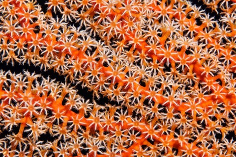 Coral fan