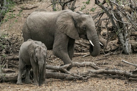 African bush elephants (Loxodonta africana)