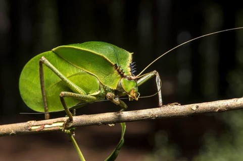 Foliage locust (Tettigoniidae)