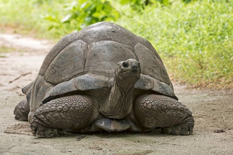 Curious Aldabra Giant Tortoise (Aldabrachelys gigantea) about Bird Island