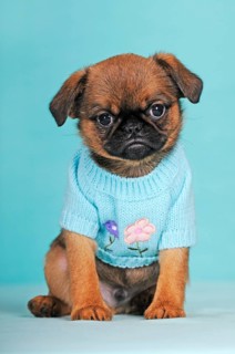 Brussels Griffon