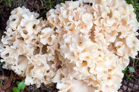 Wood Cauliflower fungus (Sparassis crispa)
