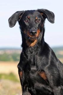 Beauceron