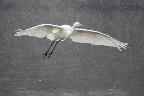 Great egret (Ardea alba)