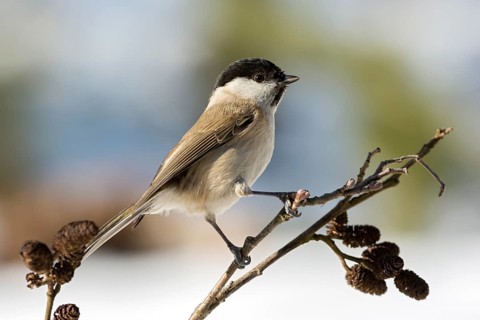 Marsh tit (Parus palustris)
