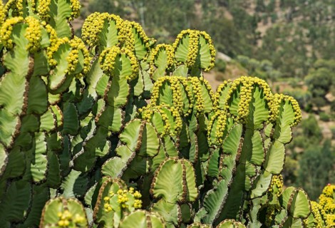 Flowering candelabra tree (Euphorbia candelabrum)