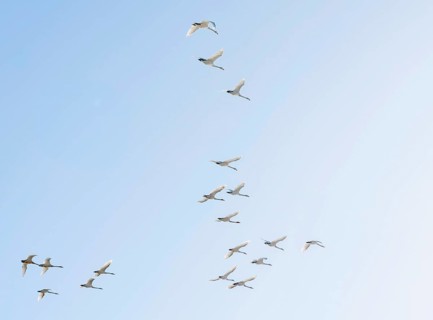 Flock of birds