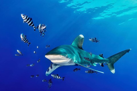Oceanic whitetip shark (Carcharhinus longimanus) with Pilot Fish (Naucrates ductor)