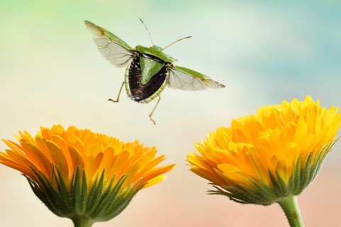 Green shield bug (Palomena prasina)