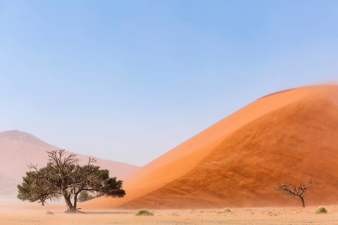Camelthorn tree (Acacia erioloba) in front of Sand Dune