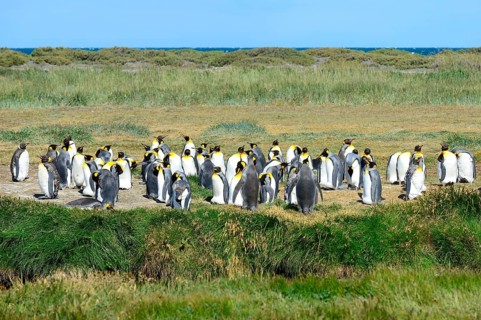 King penguins (Aptenodytes patagonicus)
