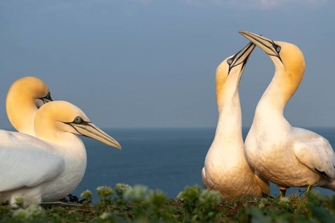 Northern gannets (Morus bassanus)