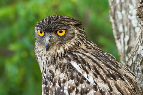 Brown Fish Owl (Bubo zeylonensis)